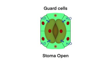 Muhafız hücreleri, Stoma kapanıyor ve Stoma açılıyor, Stoma 'nın yaprağın üzerindeki mikroskobik fotoğraf, Transpiration, yaprak stomata aracılığıyla su buharının kaybolması, bitkinin soğutulması ve besin akışının sağlanması.