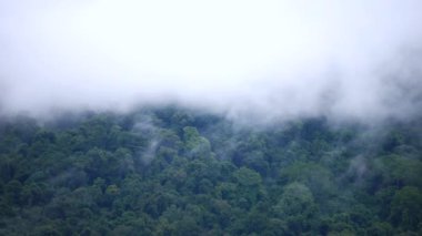Yeşil orman bir sis tabakasıyla örtülmüş, doğanın güzelliğini sakin, atmosferik bir sahnede yakalıyor. Sis, manzarayı yumuşatıp huzur verici ve barışçıl bir zemin oluşturuyor.