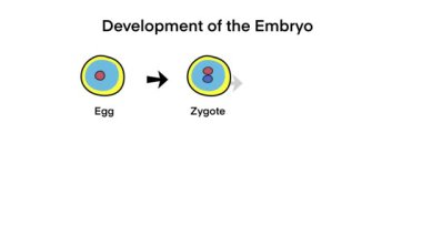 embriyo geliştirme aşamaları, yumurtadan başlayarak zigot, 2-hücre aşaması, 4-hücre aşaması, morula, son olarak blastosist, erken embriyonik gelişimde hücre bölünmesi süreci, embriyoloji