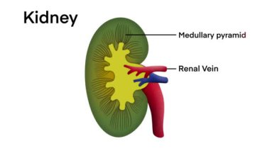 İnsan böbreğinin anatomik olarak şekillendirilmesi, canlı renklerde organ yapısı ve damar yapısının vurgulanması, insan böbreği anatomisi, sağlık, eğitim biyolojisi, doktor.