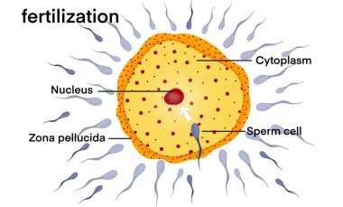 Döllenme sürecini tasvir eden biyolojik örnekleme, sperm hücresi yaklaşıyor, yumurta, çekirdek, yumurtalık sitoplazması ve yumurtayı çevreleyen birden fazla sperm hücresiyle temas kuruyor.