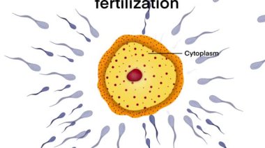 Döllenme sürecini tasvir eden biyolojik örnekleme, sperm hücresi yaklaşıyor, yumurta, çekirdek, yumurtalık sitoplazması ve yumurtayı çevreleyen birden fazla sperm hücresiyle temas kuruyor.