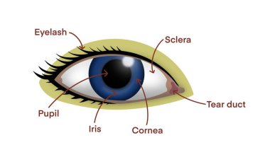 İnsan gözü, göz bebeği, iris, kornea, sklera, kirpik ve göz yaşı kanalı, biyoloji dersleri, anatomi çalışmaları, tıbbi sunumlar, insan gözü anatomisi gibi önemli kısımları gösteriyor.
