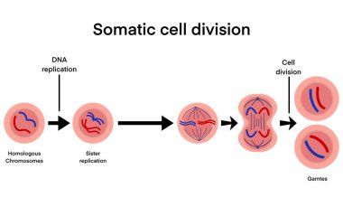 Özellikle mitoz bölünme, hücre bölünmesinin anahtar aşamaları, homolog kromozomlardaki DNA replikasyonu, kardeş kromatid replikasyonu, kromatidler, ayrışma