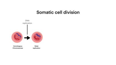 Somatik hücre bölünmesi süreci, özellikle mitoz bölünme, homolog kromozomlarda DNA çoğaltma, kardeş kromatid çoğaltma, kromatidler, ayrışma ile başlayan hücre bölünmesinin kilit aşamaları.