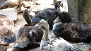 Group of ducks in the farm, Ducks outside the farm, duck on a field of grass, organic poultry farm, duck on a farm