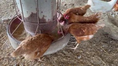 Tavuklar kırsal çiftlikte yem ve tahıl yerler, tavuk kümesindeki yumurtalarla yuvanın yakınına yumurtlayan kırmızı tavuklar, kahverengi tavuk veya tavuk yumurtaları yerde pirinç tanelerini gagalamak için yumurtlarlar.