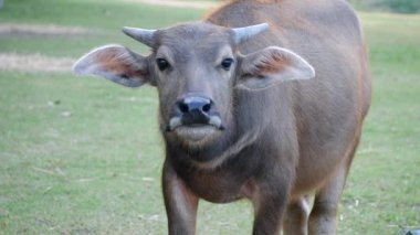 Bir bufalo yemyeşil bir alanda huzur içinde otluyor. Basitliğin özünü tasvir eder ve doğa ile tarım arasındaki ahenkli bağlantıyı, tarım için hayvan yetiştirmeyi, bufalo yemeyi...