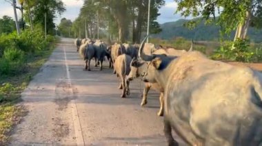  Bir bufalo sürüsü seyahat ediyor, Tayland bufalo sürüsü koşuyor, bizon sürüsü şafak vakti akşam güneşinde yokuş aşağı yürüyor.