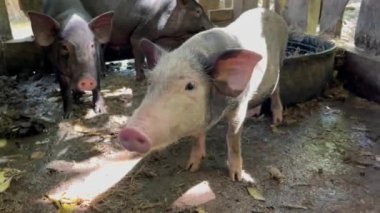 Köy domuzu ve domuz yavrusu, farklı boylarda ve renklerde domuzlar, ahşap bir ağılın içinde toprak zemin, çiftlik hayvanları...