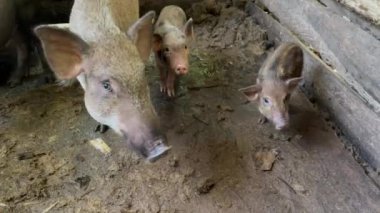 Köy domuzu ve domuz yavrusu, farklı boylarda ve renklerde domuzlar, ahşap bir ağılın içinde toprak zemin, çiftlik hayvanları...
