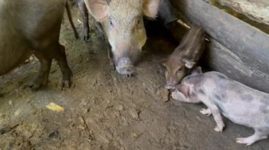 Köy domuzu ve domuz yavrusu, farklı boylarda ve renklerde domuzlar, ahşap bir ağılın içinde toprak zemin, çiftlik hayvanları...