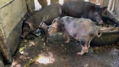 Köy domuzu ve domuz yavrusu, farklı boylarda ve renklerde domuzlar, ahşap bir ağılın içinde toprak zemin, çiftlik hayvanları...