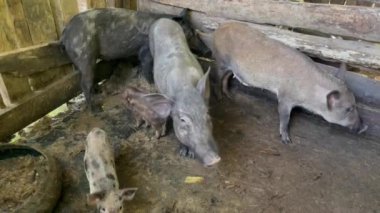 Köy domuzu ve domuz yavrusu, farklı boylarda ve renklerde domuzlar, ahşap bir ağılın içinde toprak zemin, çiftlik hayvanları...