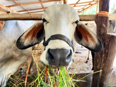 İnekler taze çimen, tarım hissi çiftlikteki bir inek sürüsü, çiftlik hayvanı kompleksi, kırsal, tarım ve ekoloji endüstrisi, inekler, doğa ve çiftlik hayvanları üretimi, çiftlik hayvanları...
