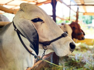 İnekler taze çimen, tarım hissi çiftlikteki bir inek sürüsü, çiftlik hayvanı kompleksi, kırsal, tarım ve ekoloji endüstrisi, inekler, doğa ve çiftlik hayvanları üretimi, çiftlik hayvanları...