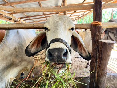 İnekler taze çimen, tarım hissi çiftlikteki bir inek sürüsü, çiftlik hayvanı kompleksi, kırsal, tarım ve ekoloji endüstrisi, inekler, doğa ve çiftlik hayvanları üretimi, çiftlik hayvanları...