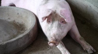 Domuz arka planda beton bir duvar ile, bir kalem içinde oturan domuz, domuz derisi toprak yamalar ile kaplı, doğal bir çiftliği, görünüm verir