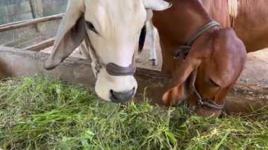 Kırsal bir çiftlik ortamında doğranmış sebze ve sebzelerle beslenen inekler, boyunlarına halat geçirilmiş inekler, muz sapları gibi taze bitkilerle dolu bir yalaktan yemek yiyorlar.