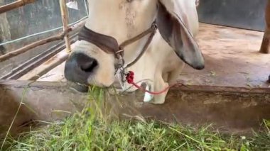 Kırsal bir çiftlik ortamında doğranmış sebze ve sebzelerle beslenen inekler, boyunlarına halat geçirilmiş inekler, muz sapları gibi taze bitkilerle dolu bir yalaktan yemek yiyorlar.
