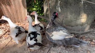 Group of ducks in the farm, Ducks outside the farm, duck on a field of grass, organic poultry farm, duck on a farm