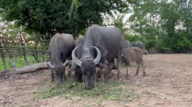 yemyeşil bir tarlada huzur içinde otlayan bizonlar. Basitliğin özünü tasvir eder ve doğa ile tarım arasındaki ahenkli bağlantıyı, tarım için hayvan yetiştirmeyi, bufalo yemeyi...