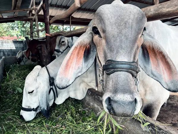 İnekler taze çimen, tarım hissi çiftlikteki bir inek sürüsü, çiftlik hayvanı kompleksi, kırsal, tarım ve ekoloji endüstrisi, inekler, doğa ve çiftlik hayvanları üretimi, çiftlik hayvanları...