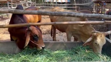 Tayland 'da kırsal tarım yaşam tarzını ve tarımsal uygulamaları temsil eden geleneksel ahşap bir çiftlikte ot yiyen inekler, sağlıklı ineklerin otlamasına yakından bakıyorlar. 