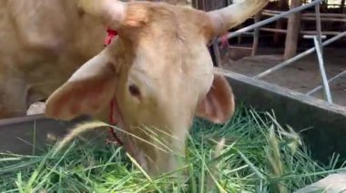 Tayland 'da kırsal tarım yaşam tarzını ve tarımsal uygulamaları temsil eden geleneksel ahşap bir çiftlikte ot yiyen inekler, sağlıklı ineklerin otlamasına yakından bakıyorlar. 