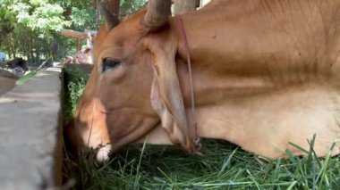 Tayland 'da kırsal tarım yaşam tarzını ve tarımsal uygulamaları temsil eden geleneksel ahşap bir çiftlikte ot yiyen inekler, sağlıklı ineklerin otlamasına yakından bakıyorlar. 