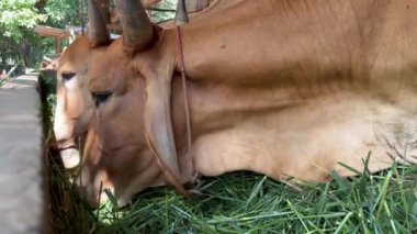 Tayland 'da kırsal tarım yaşam tarzını ve tarımsal uygulamaları temsil eden geleneksel ahşap bir çiftlikte ot yiyen inekler, sağlıklı ineklerin otlamasına yakından bakıyorlar. 