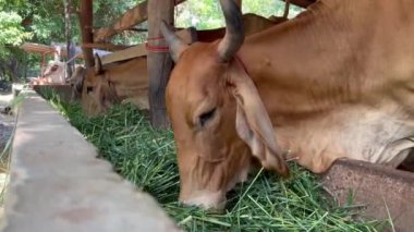 Tayland 'da kırsal tarım yaşam tarzını ve tarımsal uygulamaları temsil eden geleneksel ahşap bir çiftlikte ot yiyen inekler, sağlıklı ineklerin otlamasına yakından bakıyorlar. 
