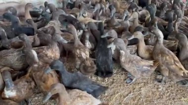 Ördek çiftliği büyük bir ördek sürüsüyle açık bir alanda toplandı, ördekler içme ve yıkanma için su küvetleri olan canlı bir ortamın keyfini çıkarıyorlar, tarım ve çiftçilik için ideal. 