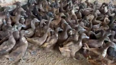 Ördek çiftliği büyük bir ördek sürüsüyle açık bir alanda toplandı, ördekler içme ve yıkanma için su küvetleri olan canlı bir ortamın keyfini çıkarıyorlar, tarım ve çiftçilik için ideal. 