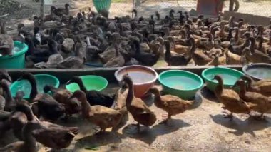 Ördek çiftliği büyük bir ördek sürüsüyle açık bir alanda toplandı, ördekler içme ve yıkanma için su küvetleri olan canlı bir ortamın keyfini çıkarıyorlar, tarım ve çiftçilik için ideal. 