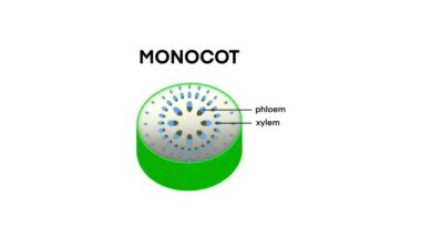 Xylem gemisi ve Phloem gemisi, bitkilerin taşınması, Xylem suyu köklerden yapraklara taşır, phloem yiyecekleri yapraklardan taşır, monotipik saplar ve dikotipledonöz saplar