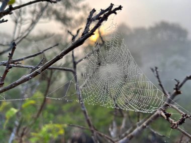 Sabah ışığında parıldayan çiğ damlalarıyla süslenmiş narin bir örümcek ağı. Puslu, doğal bir arkaplan üzerine kurulmuş olan bu görüntü, şafak vakti doğanın sükunetini ve karmaşık güzelliğini yakalar.