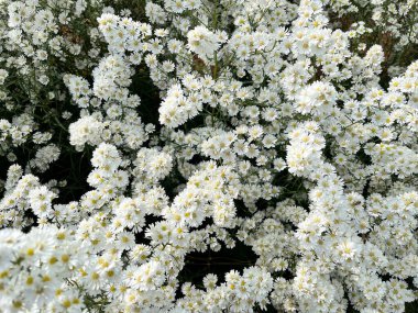 Narin beyaz çiçeklerin sakin bir görüntüsü yoğun bir şekilde toplanmış, doğal zarafet ve saflık sergiliyor, bu küçük çiçeklerin karmaşık dokusu rahatlatıcı, uyumlu bir atmosfer yaratıyor.