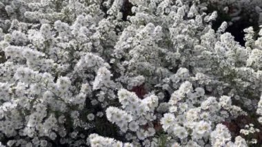 Narin beyaz çiçeklerin sakin bir görüntüsü yoğun bir şekilde toplanmış, doğal zarafet ve saflık sergiliyor, bu küçük çiçeklerin karmaşık dokusu rahatlatıcı, uyumlu bir atmosfer yaratıyor.