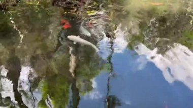 Renkli balıklar kristal berrak bir gölette zarifçe yüzerler, etrafındaki ağaçları ve gökyüzünü yansıtırlar, balığın canlı turuncu ve beyaz renkleri sakin suyla çok güzel zıtlaşır.