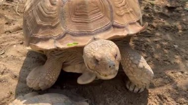 Afrika kaplumbağası, kumlu bir yüzeyde dinleniyor. Kabuğunun ve pürüzlü cildinin karmaşık dokusu açıkça görülüyor, doğal güzelliğini ve dayanıklılığını vurguluyor.