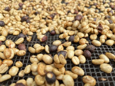Kahve çekirdekleri, bir seranın içindeki yükseltilmiş bir ağ yatağında kurutuluyor. Kurutmanın çeşitli aşamalarında, fasulyeler, bazı koyu renklerle birlikte altın rengi sergiliyor, tarlalarda kullanılan kahve işleme metodu