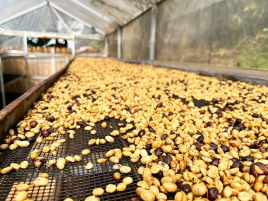 Kahve çekirdekleri, bir seranın içindeki yükseltilmiş bir ağ yatağında kurutuluyor. Kurutmanın çeşitli aşamalarında, fasulyeler, bazı koyu renklerle birlikte altın rengi sergiliyor, tarlalarda kullanılan kahve işleme metodu