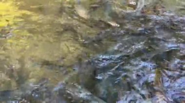 Tatlı su balıkları kayalık bir mağaranın yakınındaki berrak bir derede yüzüyorlar. Balıklar suda zarifçe hareket ediyor, büyüleyici ve rahatlatıcı bir sahne yaratıyorlar. Doğa belgeselleri ve vahşi yaşam için ideal.