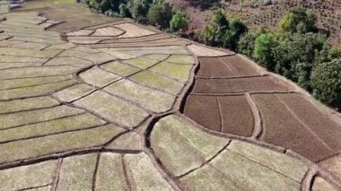 Tarım manzarası yukarıdan canlı pirinç tarlaları, taşkın tarlalar ve yemyeşil alanlar, tarım ve kırsal arazinin doğal güzelliği.