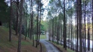 Orman yolu yüksek çam ağaçlarıyla kaplı, huzurlu ve huzurlu bir atmosfer yaratıyor. Dolambaçlı yol küçük bir kulübeye ve yemyeşil bir göle doğru gidiyor.