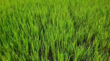 Rüzgardaki yeşil pirinç, rüzgarda sallanan yemyeşil pirinç tarlalarının güzelliğini yakalayan çeltik tarlalarının videosunu kapat.