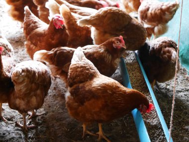 Bir grup kahverengi tavuk, geleneksel bir tavuk kümesinin içinde plastik bir su besleyicisinin etrafında toplandı. Tavuklar, dağınık saman ve doğal tarım atmosferiyle kirli bir zeminde suyu gagalıyor ve içiyorlar.
