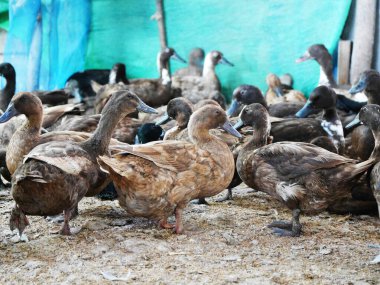 Kırsal bir çiftlik ortamındaki ördek sürüsü önde duran kahverengi ördek sürüsü. Ördeklerin çeşitli tonları vardır. Kahverengi ve siyah tüyler, organik tarım.