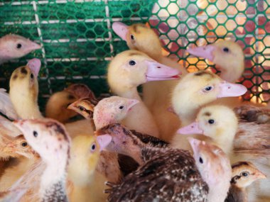 A group of baby ducks and turkey poults in a farm enclosure, surrounded by a green wire mesh. The young birds display a mix of yellow and brown feathers, creating a lively and natural farm setting clipart